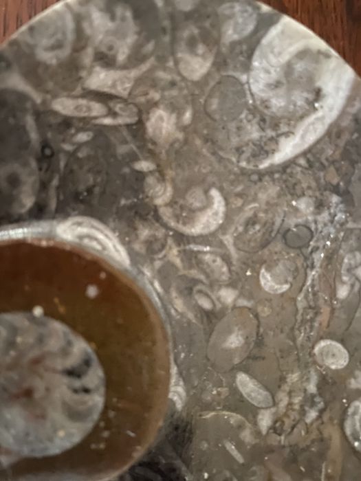 Taça saboneteira fosseis amonite pedra polida