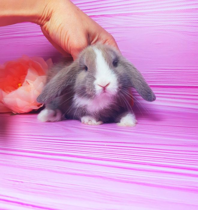 Карликовий міні кролик,мини веслоухие баранчики, крольчата