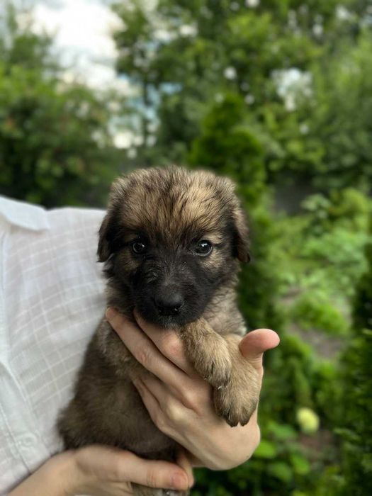 Цуценята в добрі руки