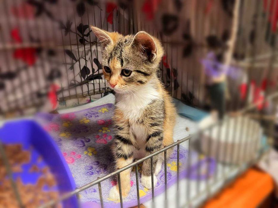 Крихітна милота Моллі (2,5 м) дуже хоче додому! Кошеня, кішка