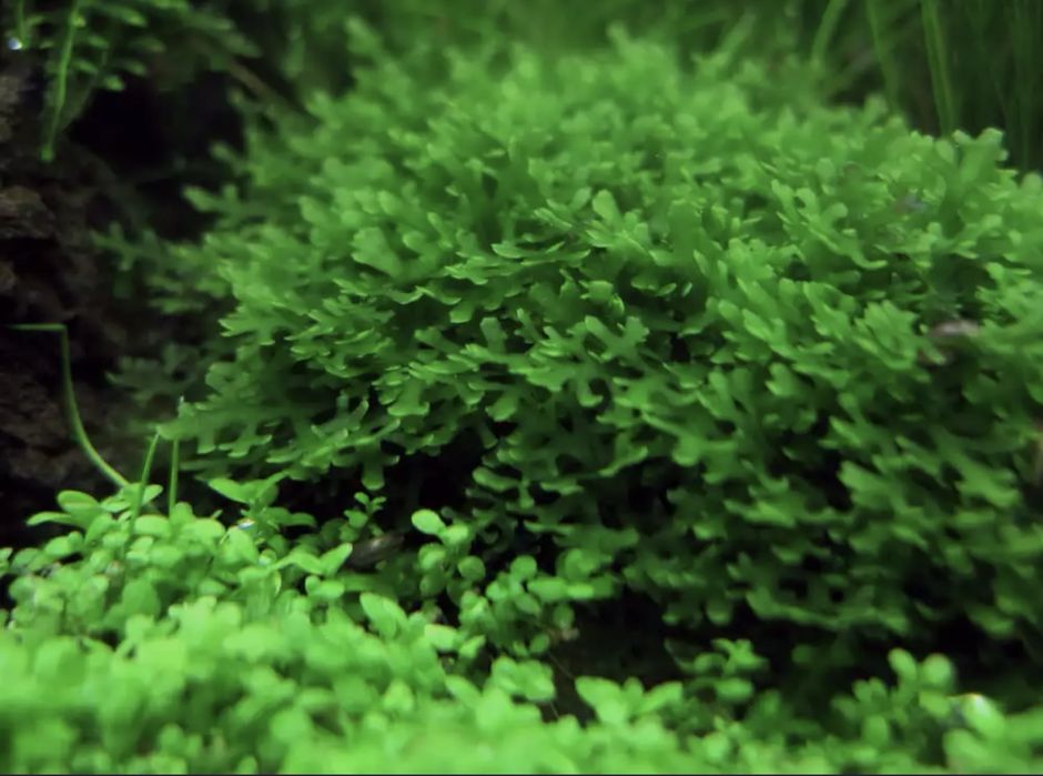Lote plantas aquario