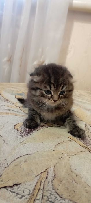 Котики шотландской вислоухой