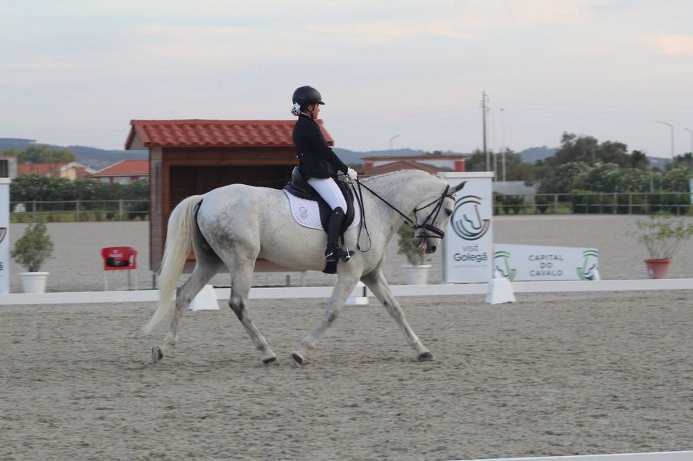 Cavalo Lusitano, linhagem veiga