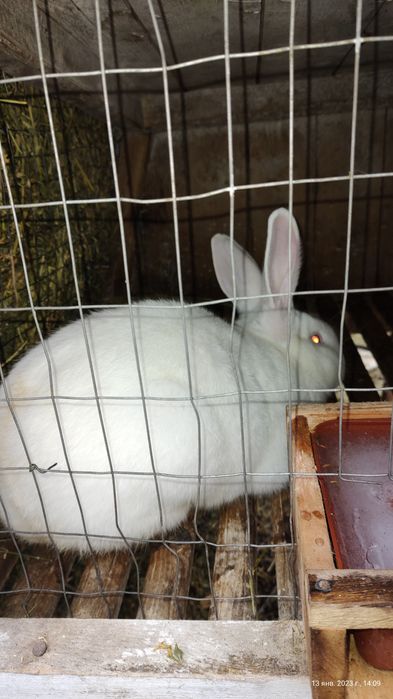 Кролики породи Термонська біла,Полтавське срібло,Боргунці