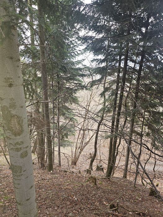 Las z widokiem na kotline żywiecka