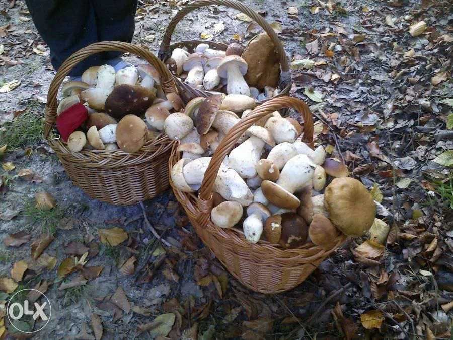 BOROWIK Grzyby Prawdziwek mieszanka suszone krajanka 100g 2024