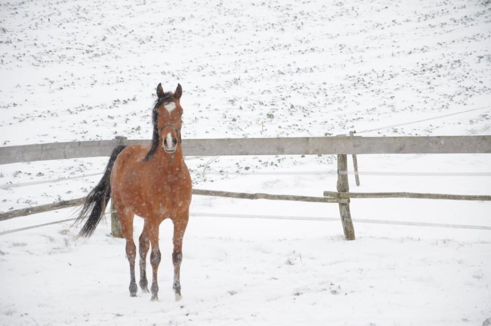 Wałach arabski po RFI UNIQUE