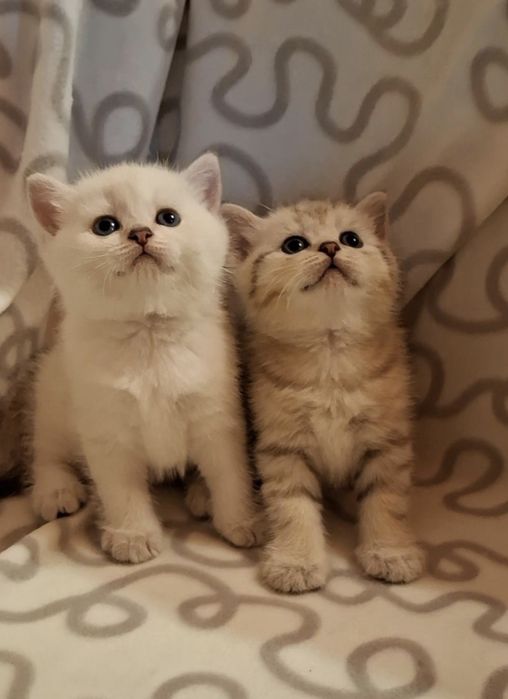 Одесские котята короткошёрстные