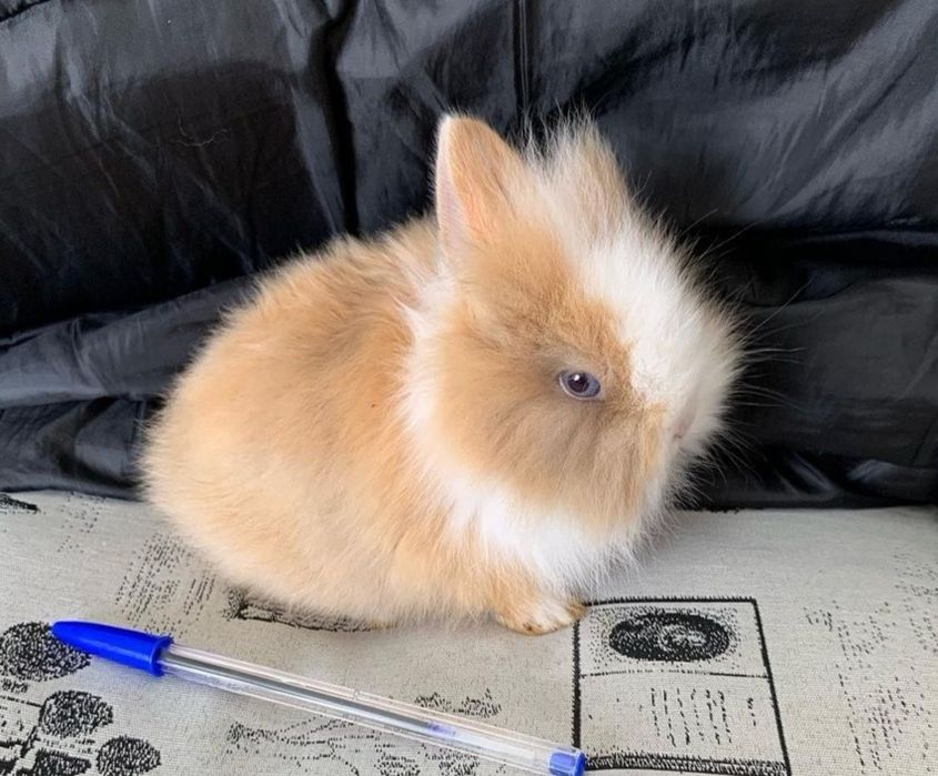 Coelhos anões mini