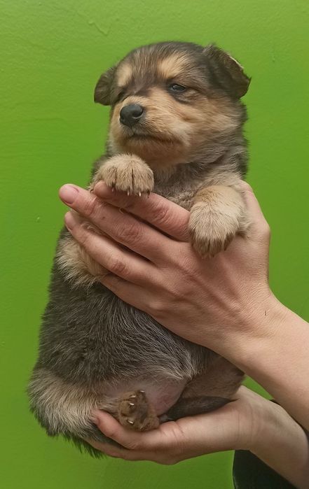 Продам незвичайного  їжачка :)