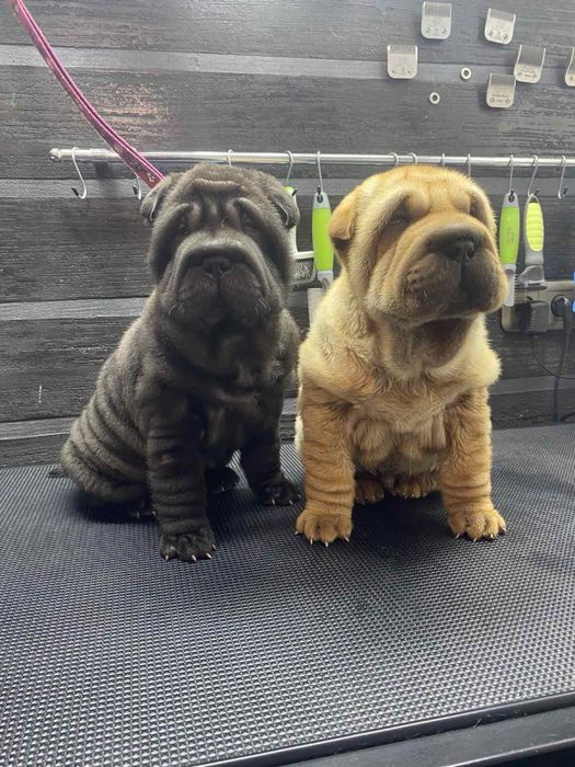 Продам дівчинку та песика породи Шарпей