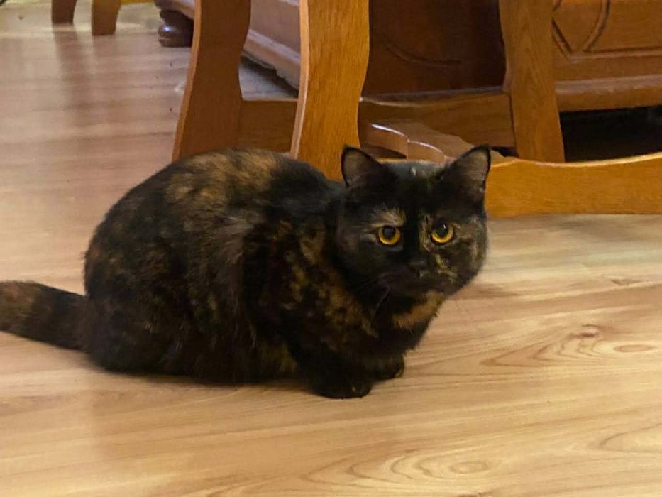 Стерилізована дівчинка в хороші руки