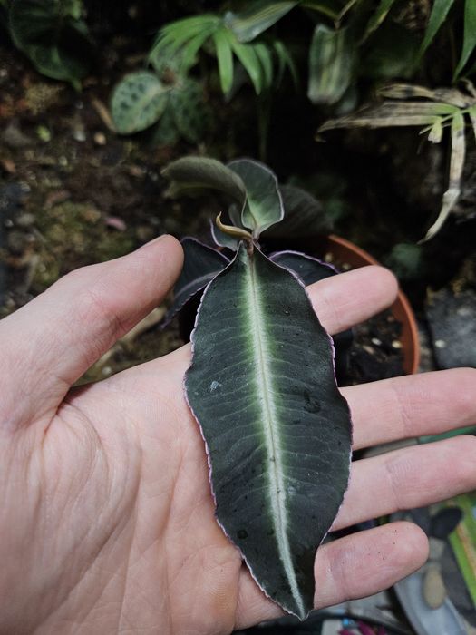 Labisia   pumila