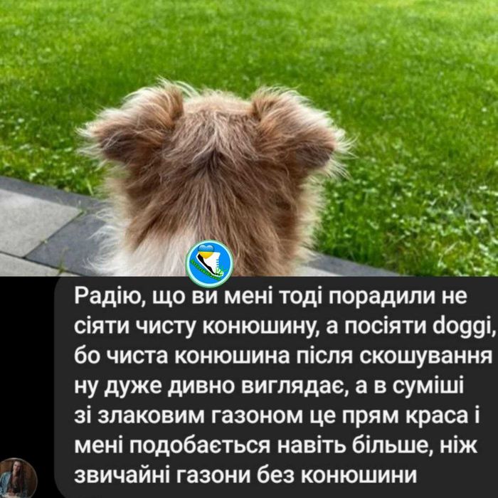 Газон Газонний комплекс/ микро клевер Конюшина біла Піполіна Рівендел