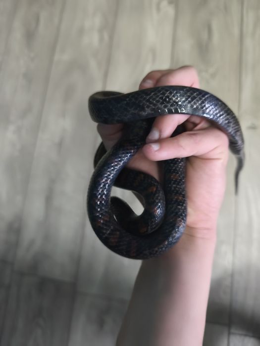 Samica lampropeltis mexicana