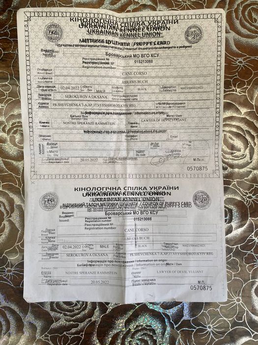 Продам цуценя породи кане-корсо