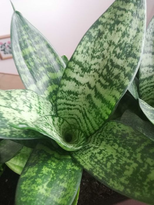 Сансеньвєрія.        .