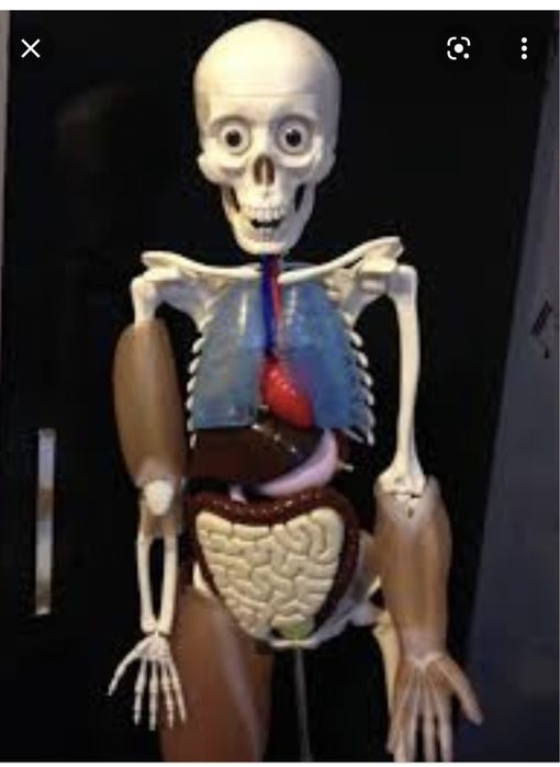 Coleccao corpo humano