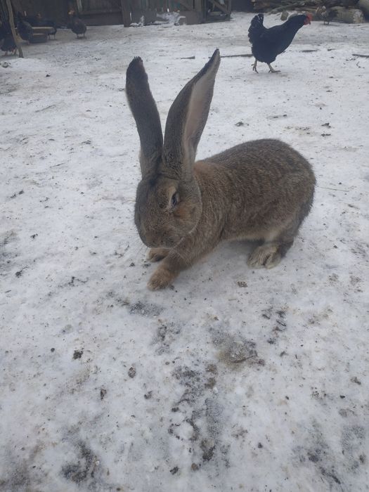 Продам породистых  кроликов