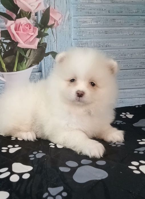 Хлопчик шпіц чудовий