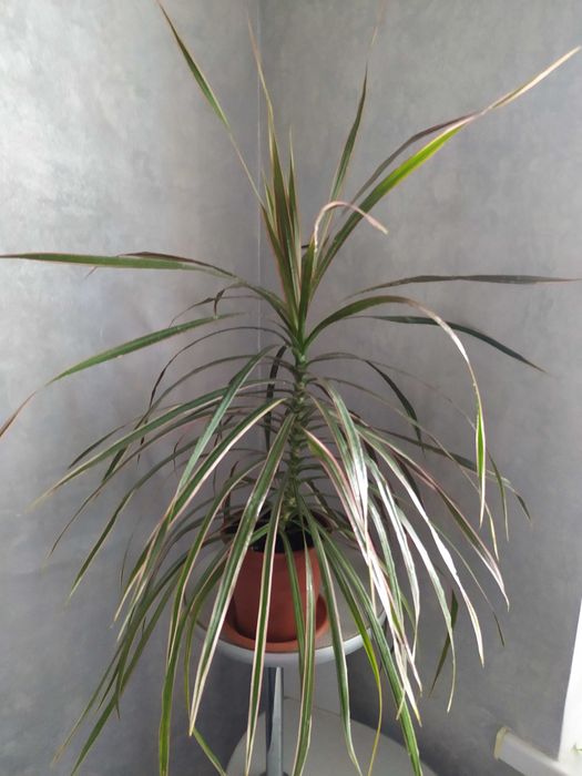 Драцена Маргината" , два деревца .