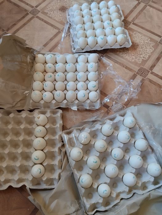 Мулард Франція яйце інкубаційне качка