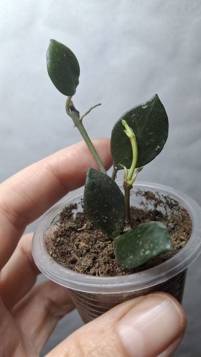 Дрібнолистні хойї  ,хойя ,hoya