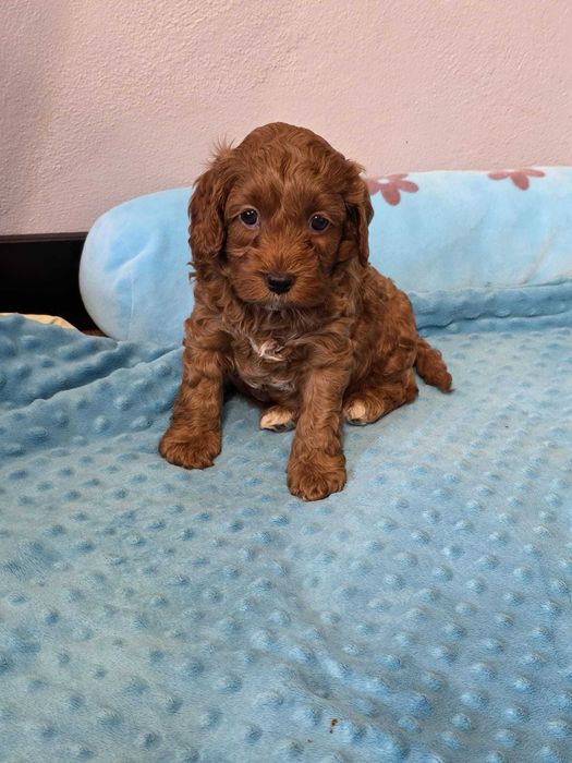Pudel mini Urocze Cockapoo F1B