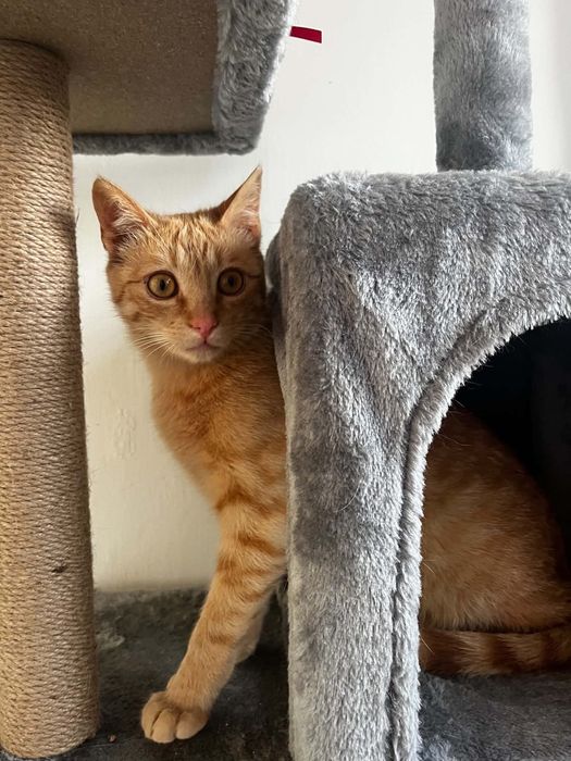 Rozmruczany rudy  8 miesięczny kotek do adopcji
