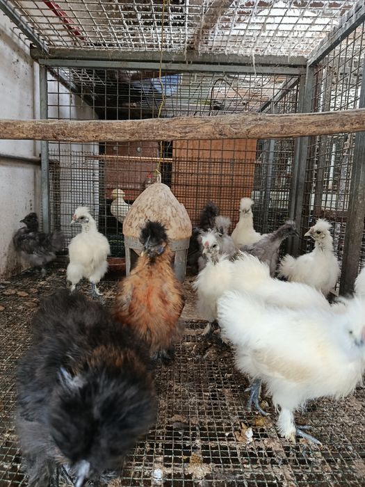 Garnizas sedosas para novo capoeiro