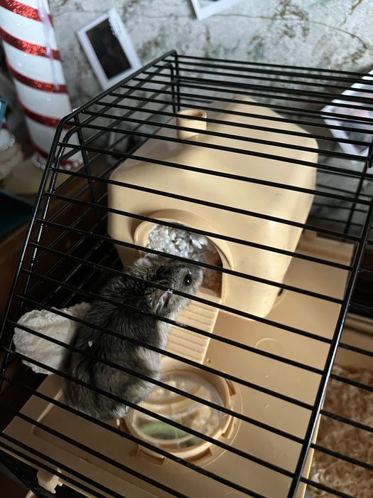 Віддам у добрі руки джунгарську хомʼячиху