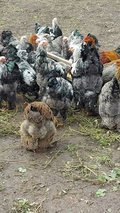 Брама:Кури,півні,курчата та і/я