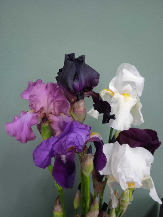 Високі крупні бородаті іриси петушки  клубні