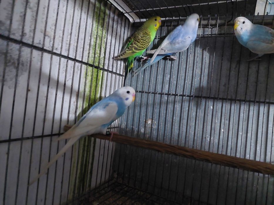 Periquitos australiano