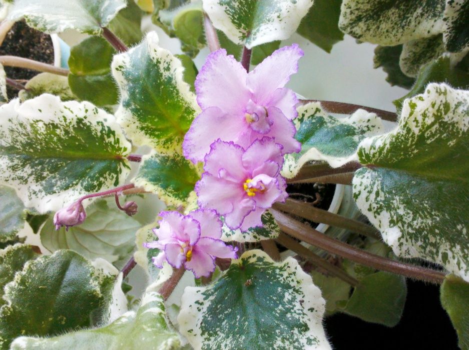 Фиалки цветущие (сенполии)