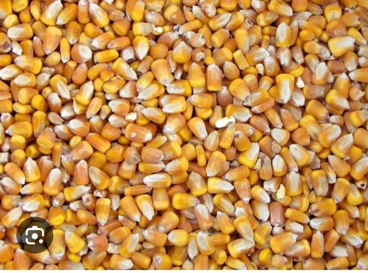 Kukurydza ziarno/mielona