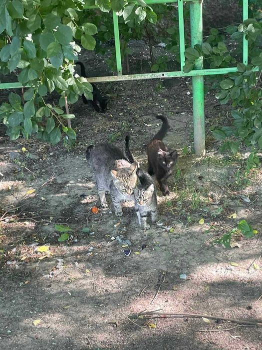 Котинята шукають дім/Коти/кіт/котиня/кішка