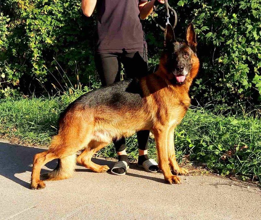 Цуценята німецької вівчарки