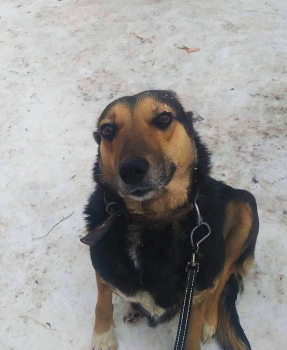 Молоді, стерилізовані собачки в добрі руки