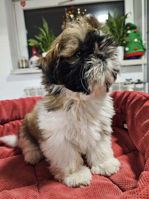 Shih-tzu: Piękna sunia Tricolor ur. 10.11.2025 r