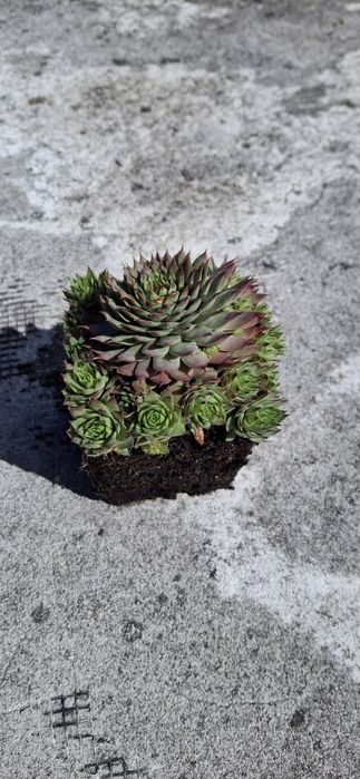 Suculentas e Cactos (variedades)