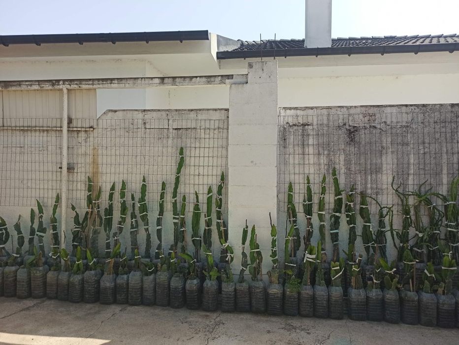 Planta / Árvore Pitaya ou fruta do Dragão