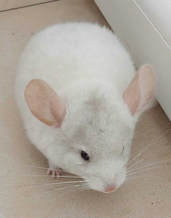 Animal de estimação