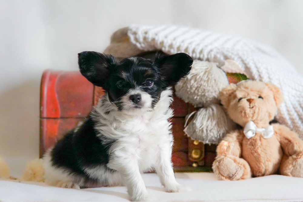 Papillon po championach