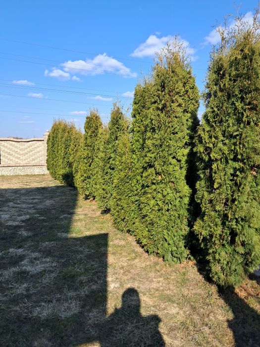 Продам туї висота 1,5 до 3 метра