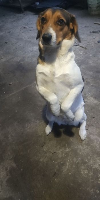 Фоксхаунд, девочка