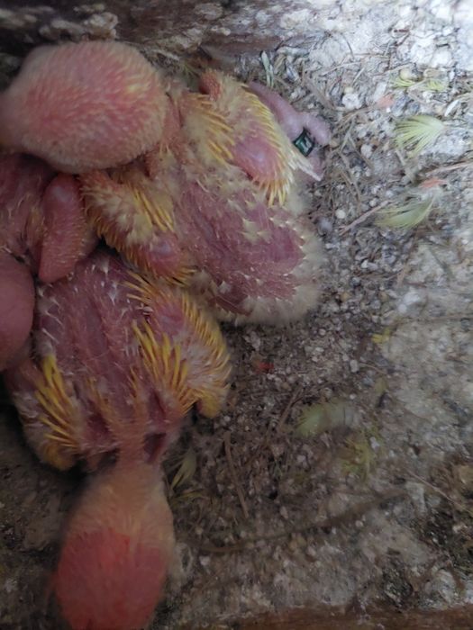 Agaponis rosicollis para acabar de criar a mão