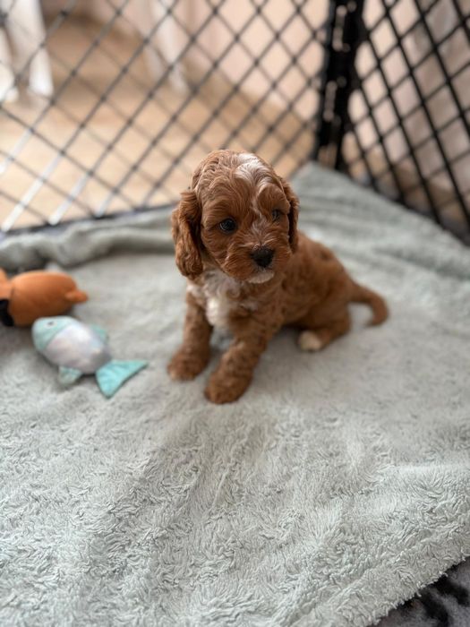 *** Cavapoo śliczny***