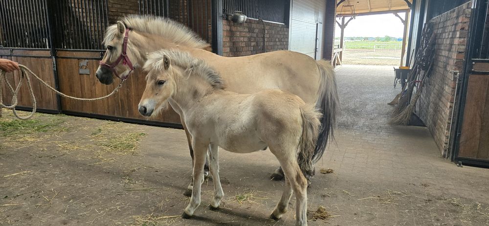 Klaczka klacz Fiord odsadka
