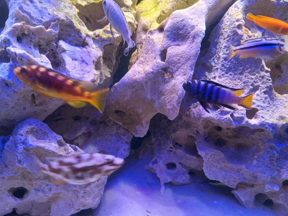 Akwarium aquael malawi